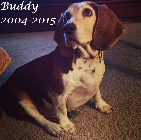 Buddy 2004-2015